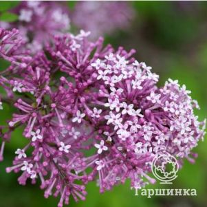 

Сирень Мейера Флауэрфест Пурпл