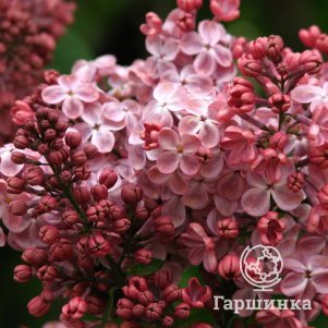 Сирень Мулатка