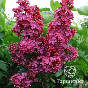 

Сирень Красная Москва