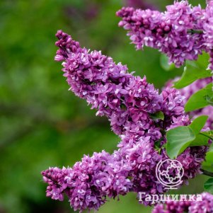 

Сирень Огни Донбасса