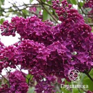 Сирень Памяти Людвига Шпета