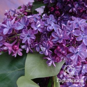 Сирень Виолетта