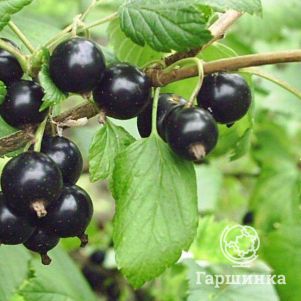 

Смородина Белорусская сладкая черная