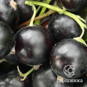 

Смородина Глобус черная (крупная ягода)