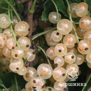 

Смородина Потапенко белая