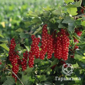 

Смородина Ровада красная