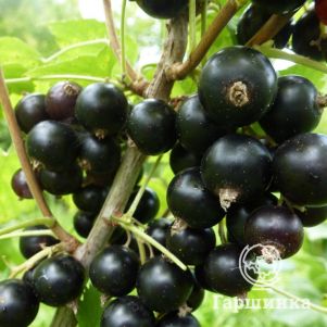 

Смородина Зелёная дымка черная