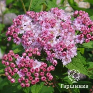 

Спирея Манон