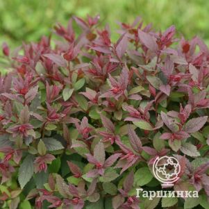 

Спирея японская Мерло Грин