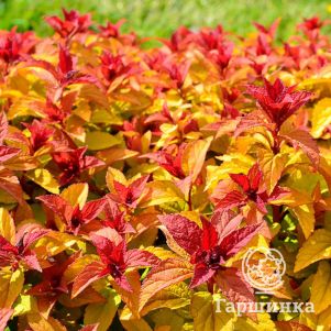 

Спирея японская Мерло Стар