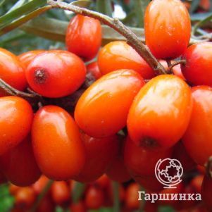 

Облепиха Дар МГУ