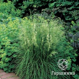 

Луговик (Щучка) Таутрагер