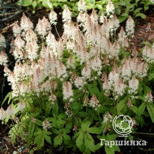 

Тиарелла Спринг Симфони