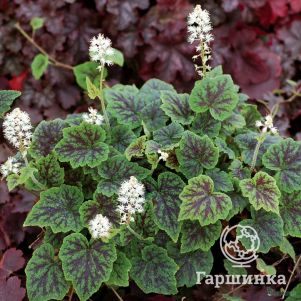 

Тиарелла Аппалачиан Трейл