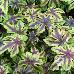 

Тиарелла Джиперс Крипер