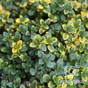 Тимьян Замбези