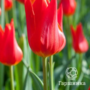 

Тюльпан Ред Имперор 5шт