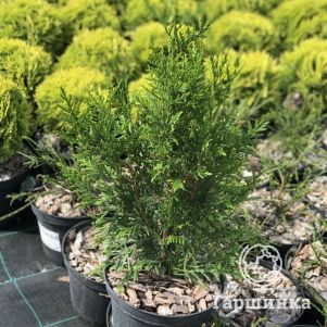 

Туя складчатая Мартин