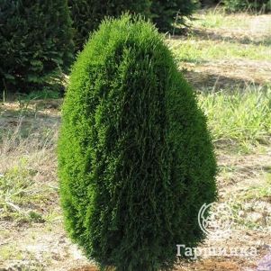 Туя западная Грин Эгг