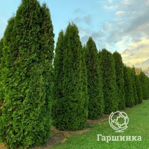 

Туя западная Колумна