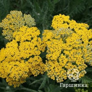 

Тысячелистник Коронейшн Голд