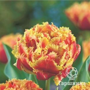 

Тюльпан Брисбен бахромчатый 5 шт