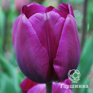 

Тюльпан Негрита, Триумф 5 шт