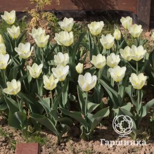 

Тюльпан Пуриссима Дизайн Фостера 5шт