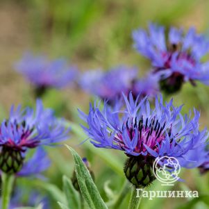 

Василек горный