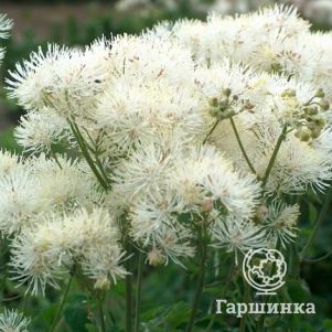 

Василистник водосборолистный Альбум