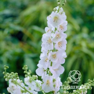 

Вербаскум (коровяк) Вайт Домино