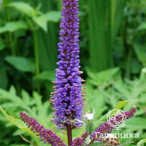 

Вероникаструм виргинский Ред Эрроу