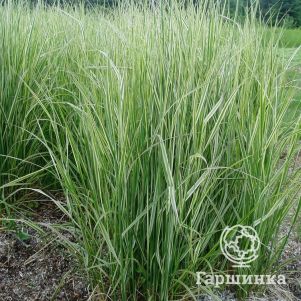 

Вейник Овердам