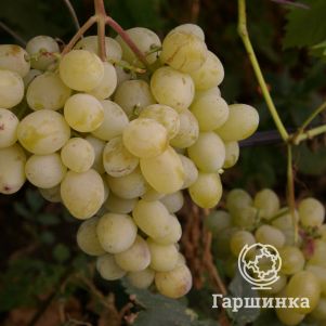 

Виноград Лора столовый