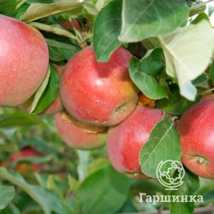 

Яблоня Беркутовское