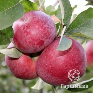 Яблоня Лобо