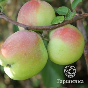 

Яблоня Северный синап