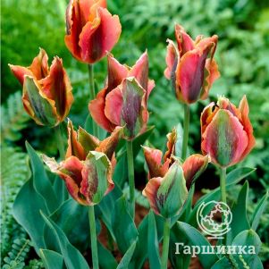 

Тюльпан Артист зеленоцветный 4шт