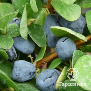 

Жимолость Дуэт