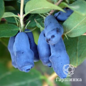 

Жимолость Соловей