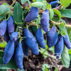 

Жимолость Восторг