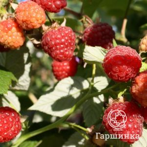 

Малина Изобильная ремонтантная бесшипная