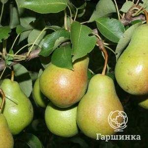 

Груша Чижовская