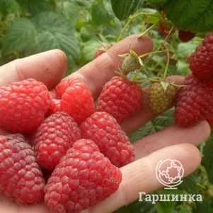 

Малина Зюгана ремонтантная красная