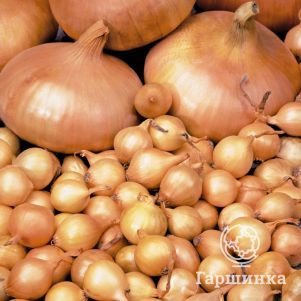 

Лук-севок Штуттгартер ризен (круглый желтый) 0,5 кг