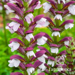 

Акант Монинг Кэндл