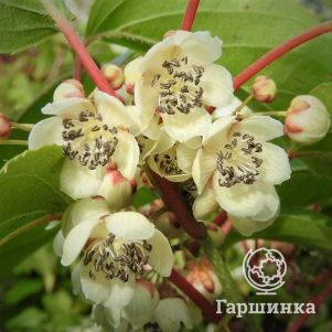 

Актинидия (мини киви) Вейки