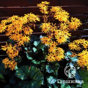 

Бузульник Дарк Бьюти зубчатый