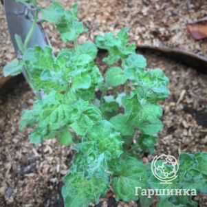 

Мята Черная смородина