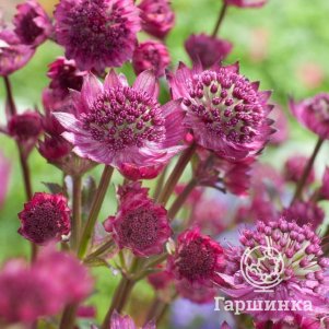 

Астранция Венис крупная